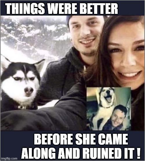 One Unhappy Husky ! | THINGS WERE BETTER; BEFORE SHE CAME ALONG AND RUINED IT ! | image tagged in dogs,husky,unhappy,girlfriend | made w/ Imgflip meme maker