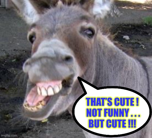 “ That’s Cute !!!”  : ) | THAT’S CUTE !
 NOT FUNNY . . .
BUT CUTE !!! | image tagged in donkey | made w/ Imgflip meme maker