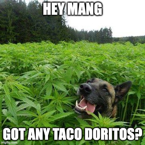 Marijuana Dog | HEY MANG; GOT ANY TACO DORITOS? | image tagged in marijuana dog,doritos,german shepherd,cannabis,pot,stoned | made w/ Imgflip meme maker