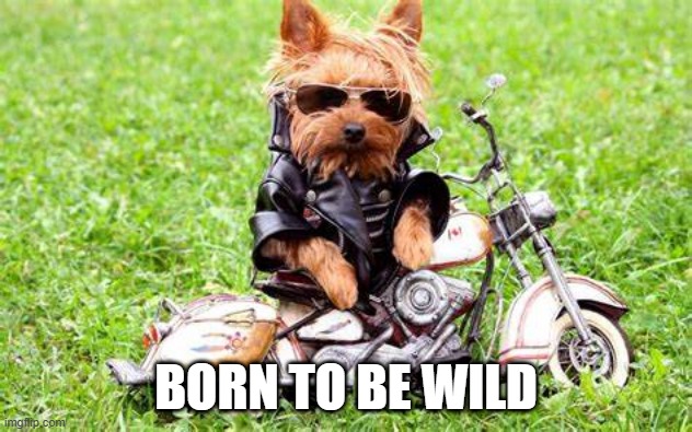 Motorcycle Dog | BORN TO BE WILD | image tagged in dogs | made w/ Imgflip meme maker