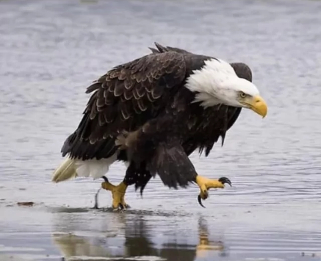 High Quality Walking Eagle Blank Meme Template