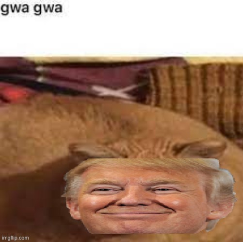 20 upvotes and it goes in politics. | image tagged in gwa gwa | made w/ Imgflip meme maker