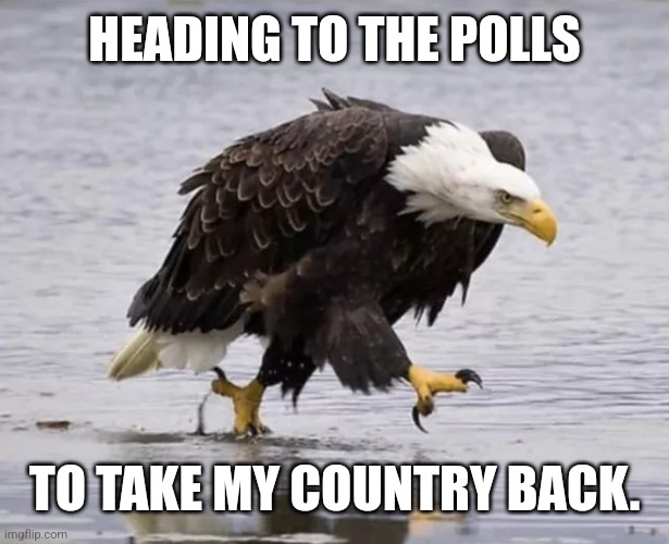 Walking Eagle | HEADING TO THE POLLS; TO TAKE MY COUNTRY BACK. | image tagged in walking eagle | made w/ Imgflip meme maker