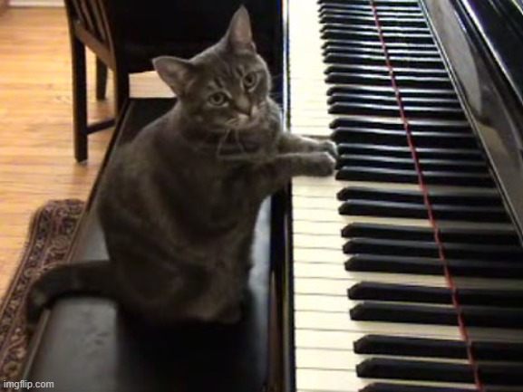 cat piano | image tagged in cat piano | made w/ Imgflip meme maker