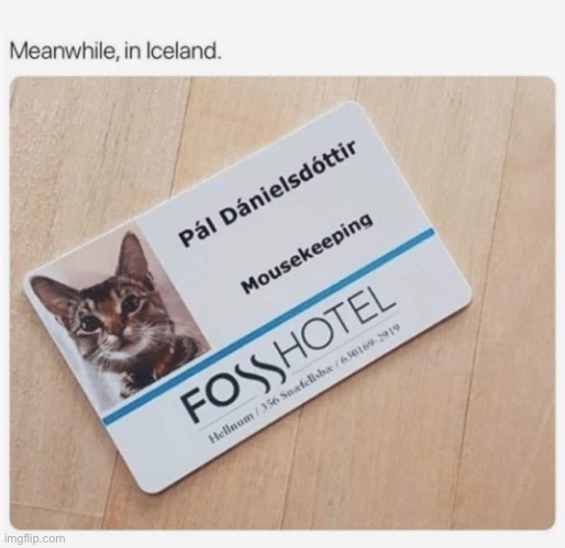 Cat housekeeping | image tagged in house,hotel,mouse | made w/ Imgflip meme maker