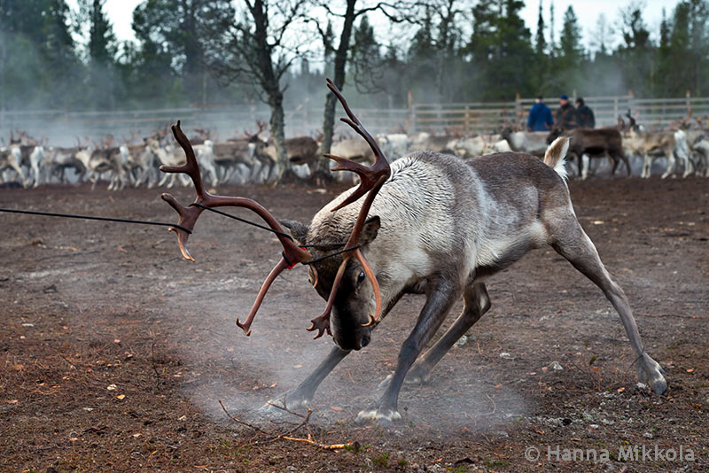 High Quality Dangerous Reindeer Blank Meme Template