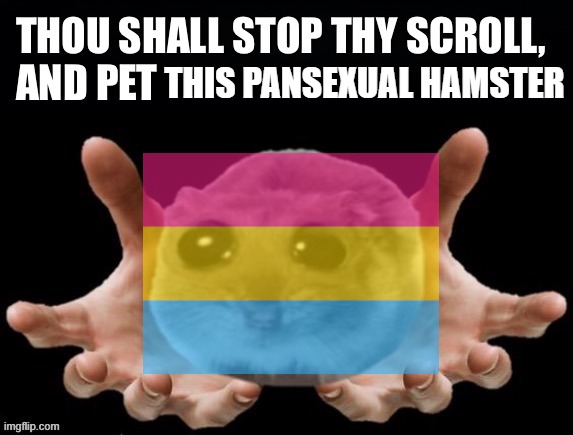 Hampter | THIS PANSEXUAL HAMSTER | image tagged in thou shall stop thy scoll and pet this hamster,pansexual | made w/ Imgflip meme maker