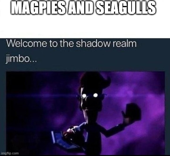 Welcome to the Shadow Realm Jimbo | MAGPIES AND SEAGULLS | image tagged in welcome to the shadow realm jimbo | made w/ Imgflip meme maker