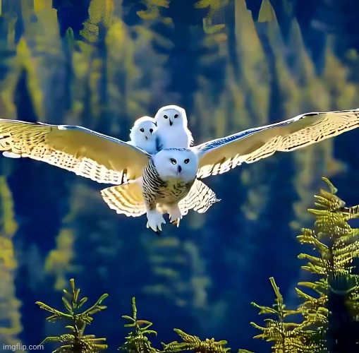 Mama Owl | image tagged in mother,owl,flying,babies,awesome,photography | made w/ Imgflip meme maker