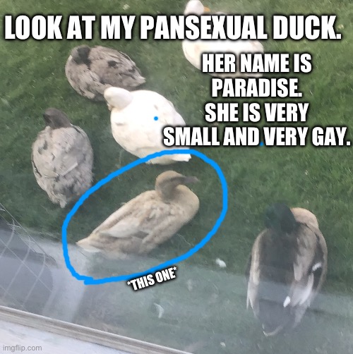 The afterlife is a pansexual duck. :] | HER NAME IS PARADISE. SHE IS VERY SMALL AND VERY GAY. LOOK AT MY PANSEXUAL DUCK. *THIS ONE* | image tagged in bird,duck,lgbtq,awesome | made w/ Imgflip meme maker