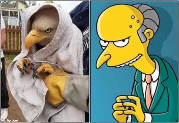 EXCELLENT ! | image tagged in bald eagle,mr burns,excellent | made w/ Imgflip meme maker