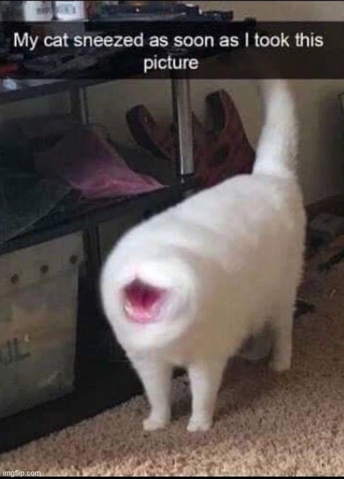 Goofy cat | image tagged in weird stuff | made w/ Imgflip meme maker