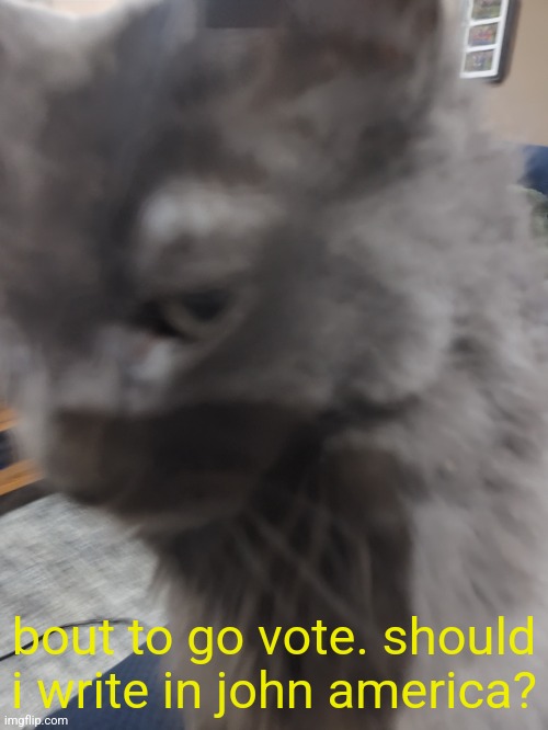 ㅤ | bout to go vote. should i write in john america? | image tagged in 32's cat | made w/ Imgflip meme maker