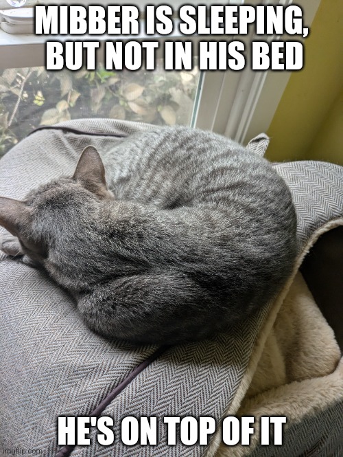 He's so silly | MIBBER IS SLEEPING,  BUT NOT IN HIS BED; HE'S ON TOP OF IT | image tagged in that's just silly cat,cat | made w/ Imgflip meme maker