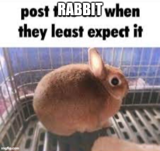 unexpected rabbit | RABBIT | image tagged in unexpected rabbit | made w/ Imgflip meme maker