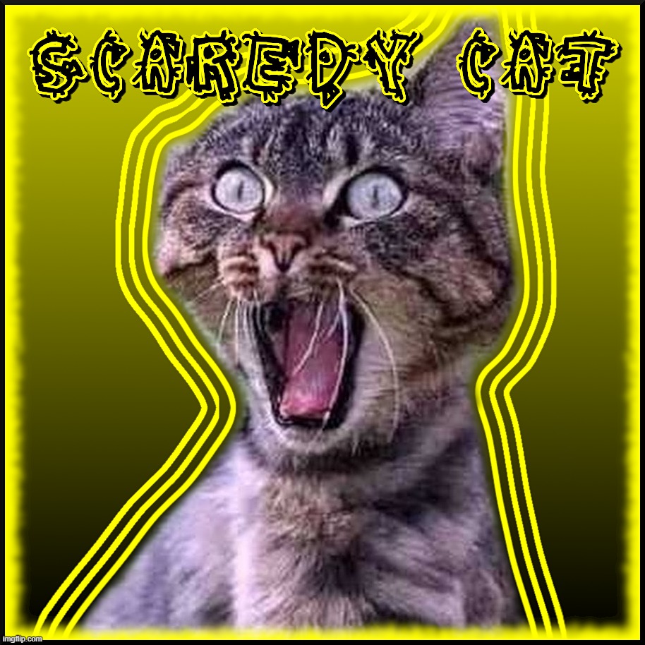 scaredy cat | SCAREDY CAT; AFRAID COWARDLY FEARFUL | image tagged in scared cat,scared,cat,feline,fear,afraid | made w/ Imgflip meme maker