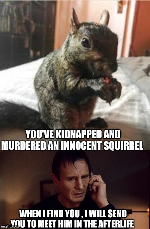 peanut the squirrel | YOU'VE KIDNAPPED AND MURDERED AN INNOCENT SQUIRREL; WHEN I FIND YOU , I WILL SEND YOU TO MEET HIM IN THE AFTERLIFE | image tagged in taken liam neeson skills | made w/ Imgflip meme maker