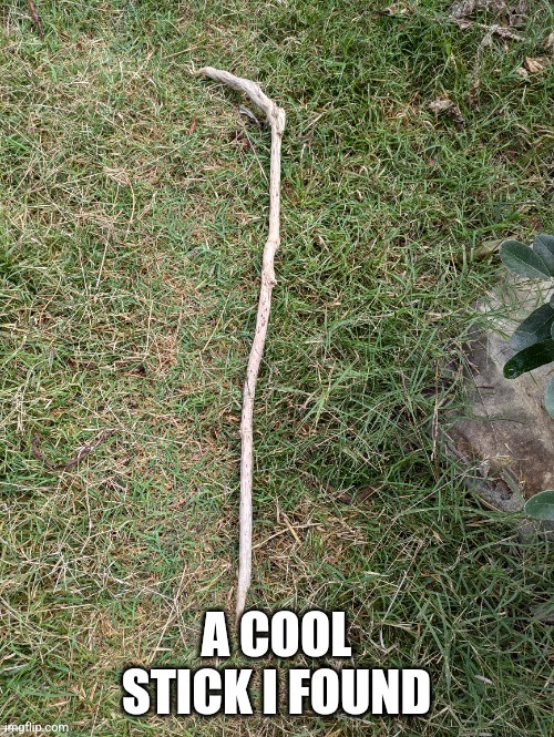 STICK!!! | A COOL STICK I FOUND | image tagged in stick | made w/ Imgflip meme maker