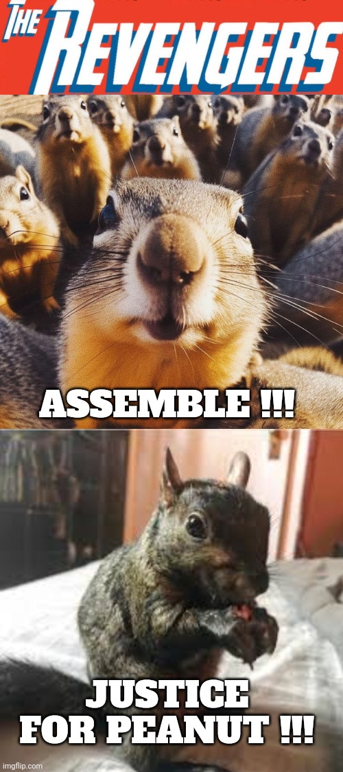 peanut the squirrel | ASSEMBLE !!! JUSTICE FOR PEANUT !!! | image tagged in revenge | made w/ Imgflip meme maker