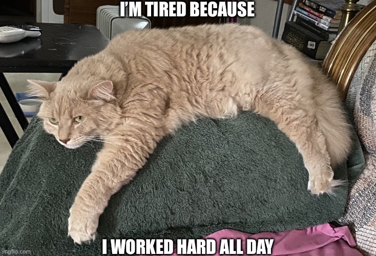 Cats in a Nutshell | I’M TIRED BECAUSE; I WORKED HARD ALL DAY | image tagged in drained cat,cat,working hard,lazy cat,lol | made w/ Imgflip meme maker