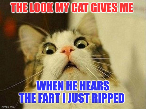 Cat hearing fart | THE LOOK MY CAT GIVES ME; WHEN HE HEARS THE FART I JUST RIPPED | image tagged in memes,scared cat,funny memes | made w/ Imgflip meme maker