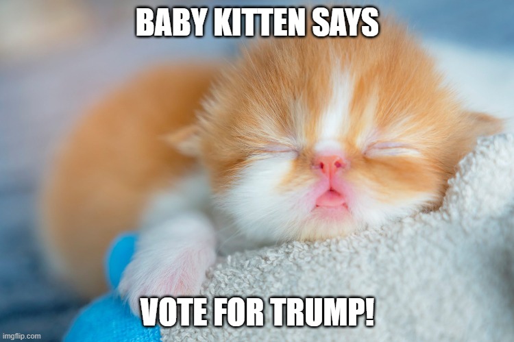 Maga all the way this election | BABY KITTEN SAYS; VOTE FOR TRUMP! | image tagged in cute kittens,kittens,funny memes,political humor,donald trump approves | made w/ Imgflip meme maker