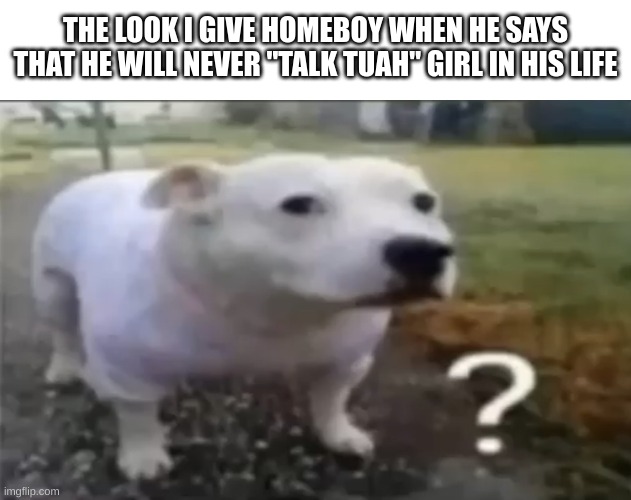 Brainrot :3 | THE LOOK I GIVE HOMEBOY WHEN HE SAYS THAT HE WILL NEVER "TALK TUAH" GIRL IN HIS LIFE | image tagged in brainrot,silly,dog | made w/ Imgflip meme maker