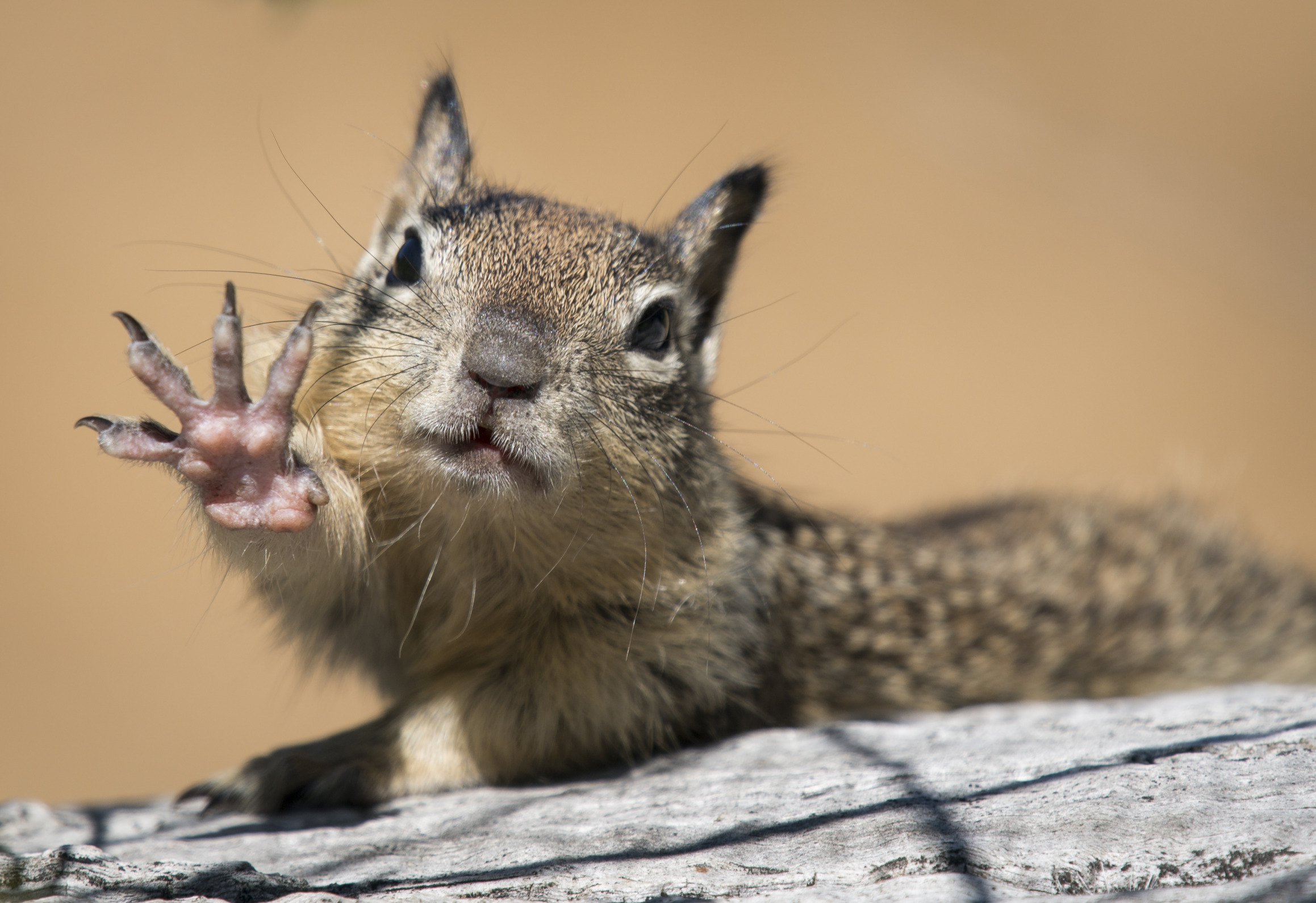 Squirrels for Trump Blank Meme Template