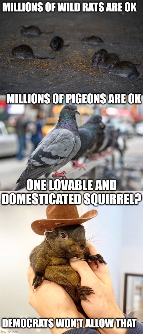 NEW YORK DEMOCRATS WAISTING TAX DOLLARS | MILLIONS OF WILD RATS ARE OK; MILLIONS OF PIGEONS ARE OK; ONE LOVABLE AND DOMESTICATED SQUIRREL? DEMOCRATS WON'T ALLOW THAT | image tagged in new york,democrats,squirrel,politics | made w/ Imgflip meme maker