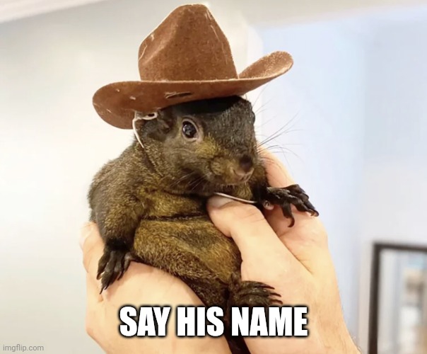 P'nut | SAY HIS NAME | image tagged in squirrel,government,peanut,sad,police | made w/ Imgflip meme maker