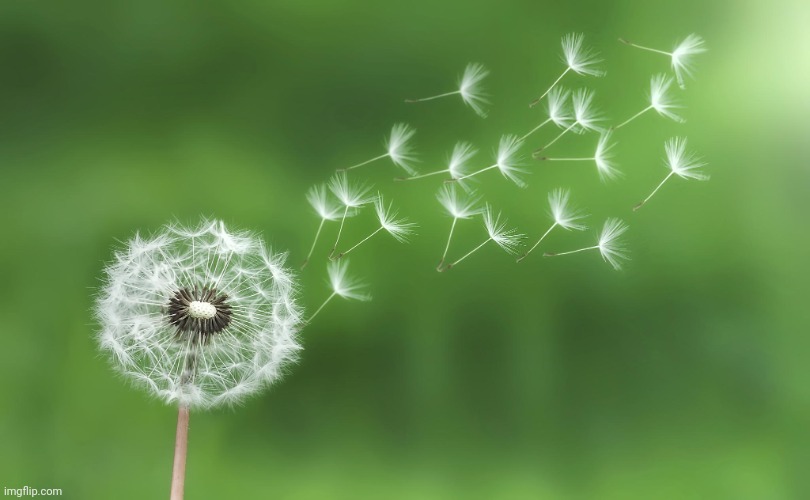 Dandelion | image tagged in dandelion | made w/ Imgflip meme maker