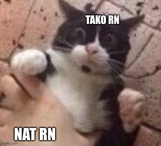 Scared cat | TAKO RN; NAT RN | image tagged in scared cat | made w/ Imgflip meme maker