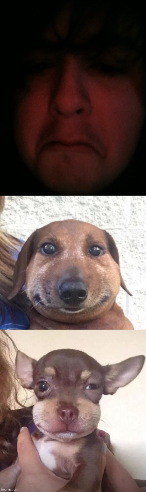 ngl i ain't even ugly, I just look like a dog that ate a bee | made w/ Imgflip meme maker