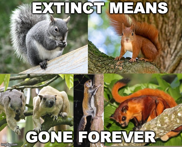 These and other species of squirrels are endangered | EXTINCT MEANS; GONE FOREVER | image tagged in red squirrel,extinction,loss,animals,squirrel,rodent | made w/ Imgflip meme maker