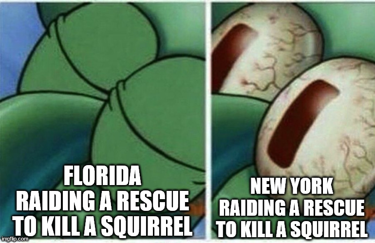 Justice for Peanut | FLORIDA RAIDING A RESCUE TO KILL A SQUIRREL; NEW YORK RAIDING A RESCUE TO KILL A SQUIRREL | image tagged in squidward,squirrel,memes,animals,new york | made w/ Imgflip meme maker