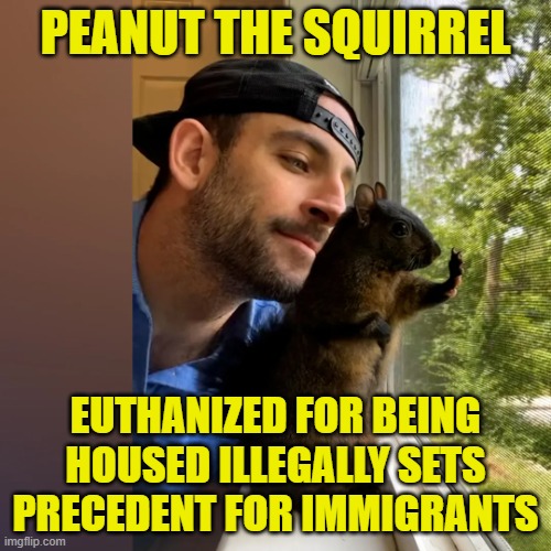 Peanut the Squirrel | PEANUT THE SQUIRREL; EUTHANIZED FOR BEING HOUSED ILLEGALLY SETS PRECEDENT FOR IMMIGRANTS | image tagged in squirrel,illegal immigration,maga,make america great again,deportation,trump | made w/ Imgflip meme maker