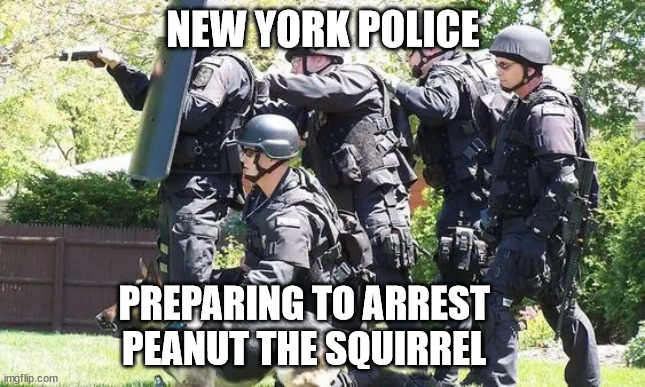 SWAT going after Peanut the Squirrel | NEW YORK POLICE; PREPARING TO ARREST PEANUT THE SQUIRREL | image tagged in dark humor,squirrel | made w/ Imgflip meme maker