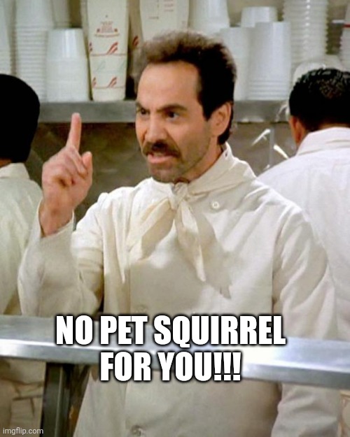 Well.... | NO PET SQUIRREL FOR YOU!!! | image tagged in soup nazi,squirrel,new york,sucks,scumbag government | made w/ Imgflip meme maker