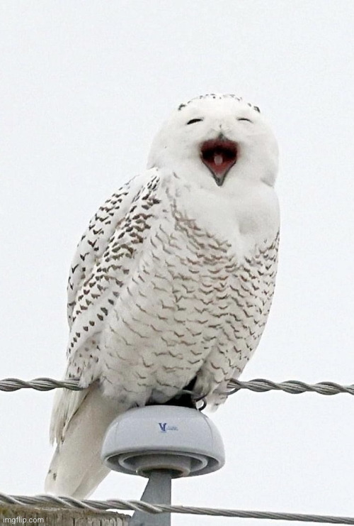 Happy Owl | image tagged in happy owl | made w/ Imgflip meme maker