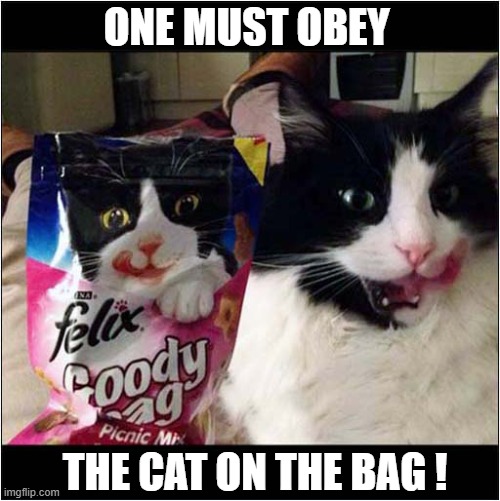 The Packaging Has A Message | ONE MUST OBEY; THE CAT ON THE BAG ! | image tagged in cats,packaging,copy | made w/ Imgflip meme maker