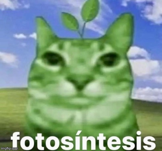 photosyntesis | image tagged in photosyntesis | made w/ Imgflip meme maker