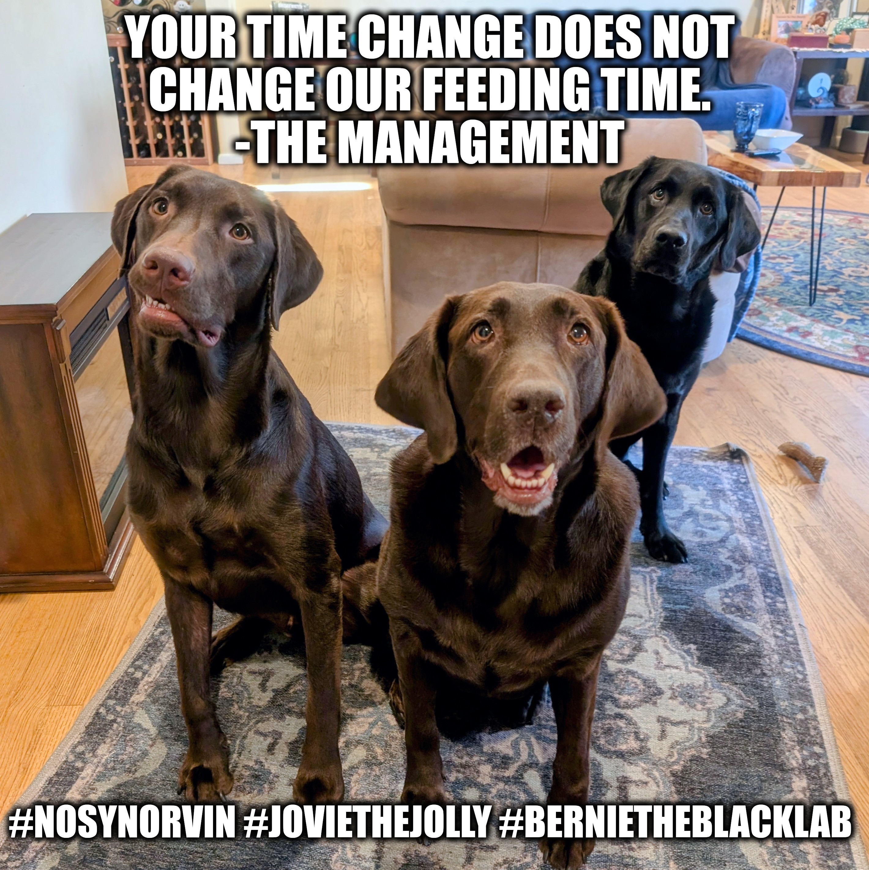 Your time change does not change our feeding time | YOUR TIME CHANGE DOES NOT 
CHANGE OUR FEEDING TIME. 
-THE MANAGEMENT; #NOSYNORVIN #JOVIETHEJOLLY #BERNIETHEBLACKLAB | image tagged in fall back,time change,dogs,funny memes,labrador,nosynorvin | made w/ Imgflip meme maker