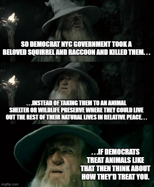 What happened to Peanut and Fred is a sign on how Democrats feel about the rest of us. | SO DEMOCRAT NYC GOVERNMENT TOOK A BELOVED SQUIRREL AND RACCOON AND KILLED THEM. . . . . .INSTEAD OF TAKING THEM TO AN ANIMAL SHELTER OR WILDLIFE PRESERVE WHERE THEY COULD LIVE OUT THE REST OF THEIR NATURAL LIVES IN RELATIVE PEACE. . . . . .IF DEMOCRATS TREAT ANIMALS LIKE THAT THEN THINK ABOUT HOW THEY'D TREAT YOU. | image tagged in memes,confused gandalf,animals,scumbag democrats,political meme | made w/ Imgflip meme maker