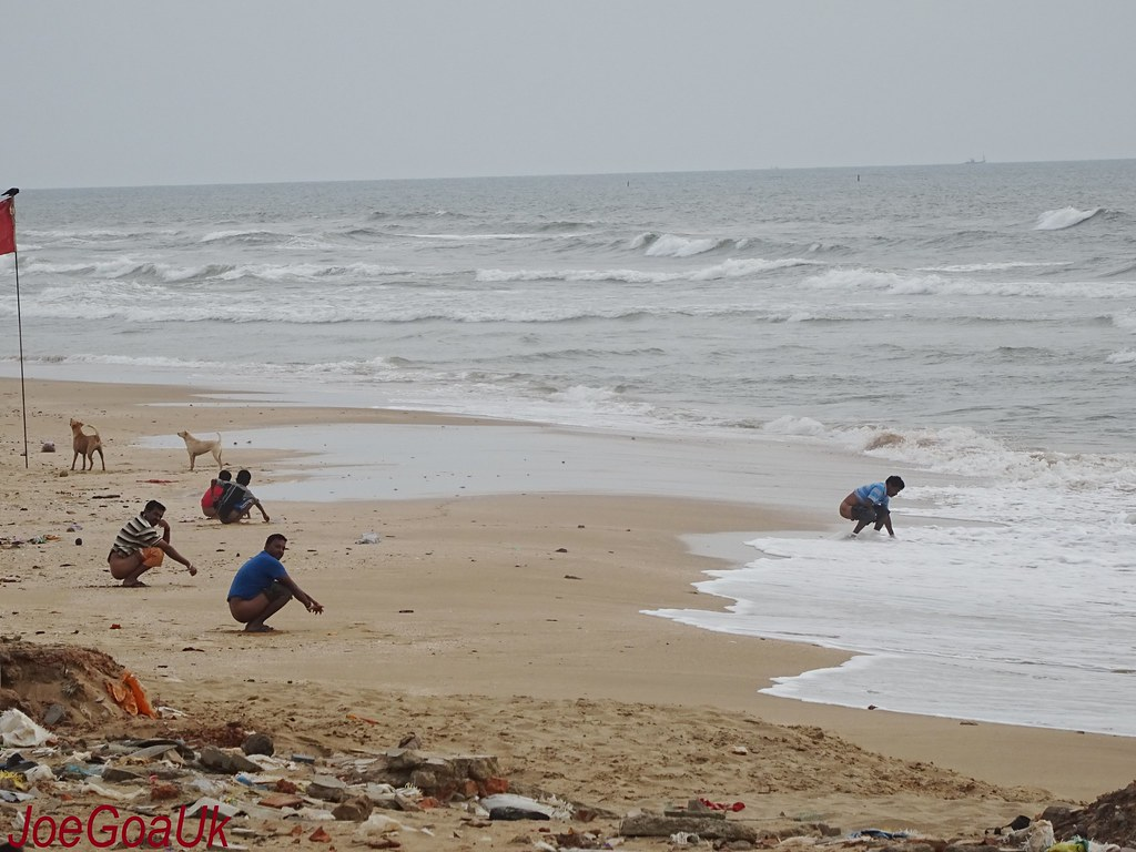 Designated pooping beaches Blank Meme Template