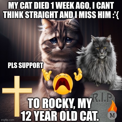 rip Rocky | MY CAT DIED 1 WEEK AGO, I CANT THINK STRAIGHT AND I MISS HIM :'{; PLS SUPPORT; TO ROCKY, MY 12 YEAR OLD CAT. | image tagged in rip,cats,support,sad but true | made w/ Imgflip meme maker