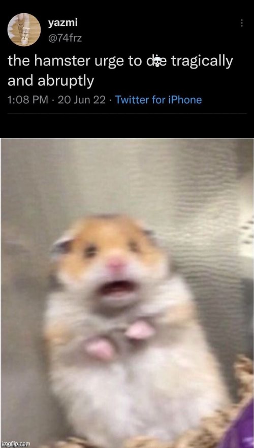 image tagged in scared hamster | made w/ Imgflip meme maker