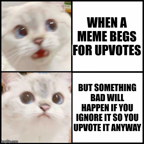 is upvote begging that bad | WHEN A MEME BEGS FOR UPVOTES; BUT SOMETHING BAD WILL HAPPEN IF YOU IGNORE IT SO YOU UPVOTE IT ANYWAY | image tagged in cute white cat template,memes,cats,fun stream,upvotes,upvote begging | made w/ Imgflip meme maker