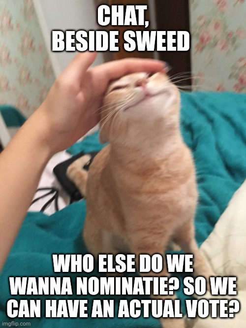 Plz ya'll ik you say it's sweed but wait a bit | CHAT, BESIDE SWEED; WHO ELSE DO WE WANNA NOMINATIE? SO WE CAN HAVE AN ACTUAL VOTE? | image tagged in cat pat | made w/ Imgflip meme maker