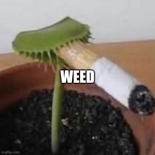 Weed | WEED | image tagged in plant smoking a cigarette | made w/ Imgflip meme maker