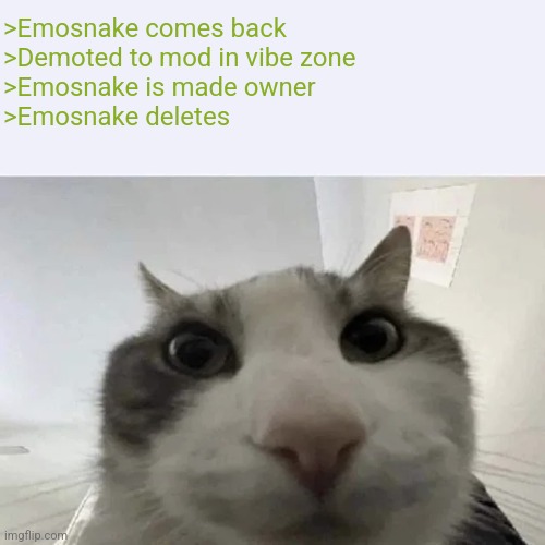 green text cat | >Emosnake comes back
>Demoted to mod in vibe zone
>Emosnake is made owner
>Emosnake deletes | image tagged in green text cat | made w/ Imgflip meme maker